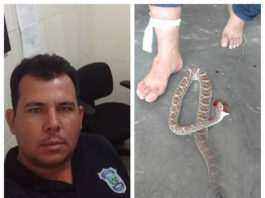Vereador é picado por cascavel e mata a cobra com uma mordida